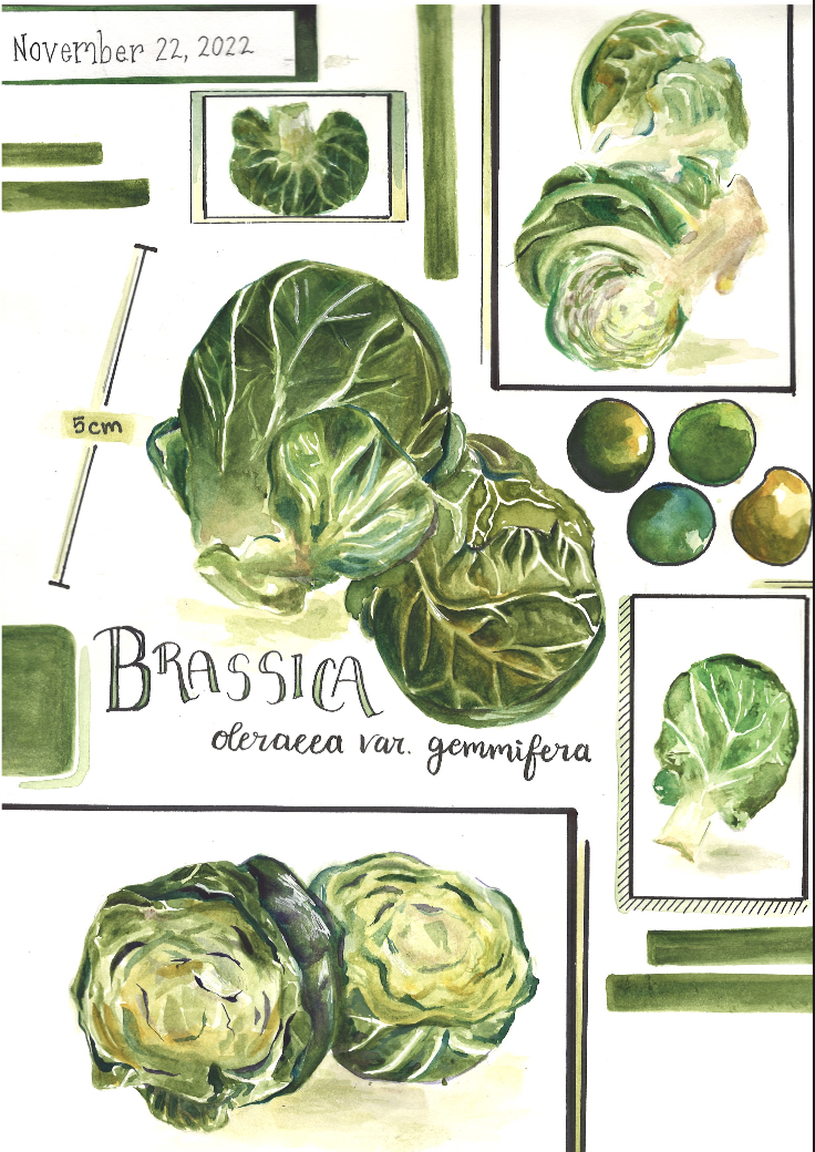 Brussels Sprout